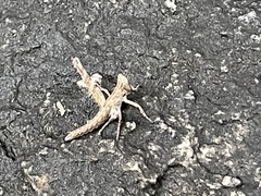 Teicophrys fusiformis