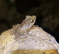 Cundall's Robber Frog photo 2