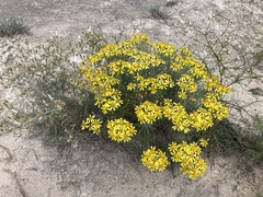 Senecio warnockii