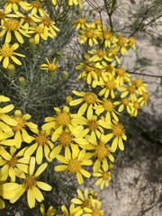 Senecio warnockii