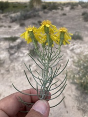 Senecio warnockii