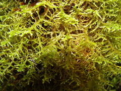 Lepicolea