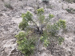 Nama carnosa