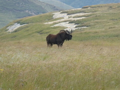 Connochaetes gnou