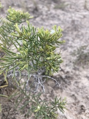 Nama carnosa