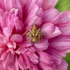 Oxyopes punctatus