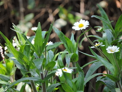 Jaegeria bellidiflora