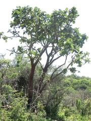 Erythrina latissima