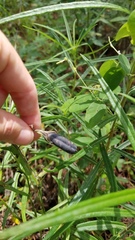 Crotalaria sagittalis