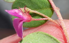 Indigofera sarmentosa