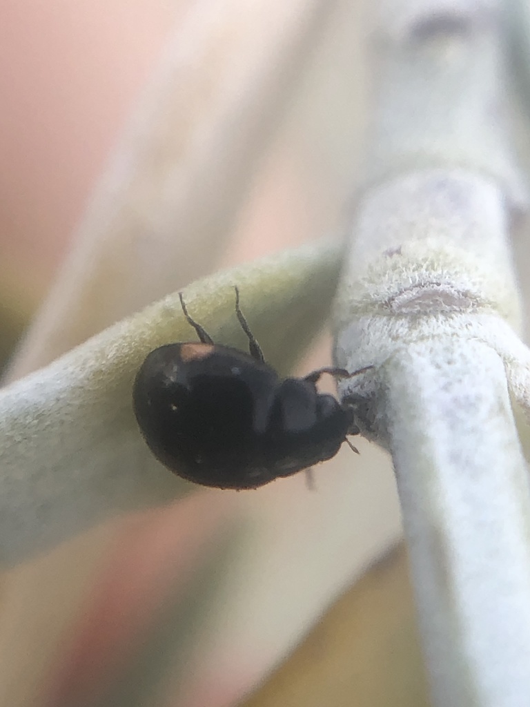 Side-spotted Sigil Lady Beetle
