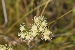 Brickellia eupatorioides texana