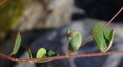 Indigofera sarmentosa