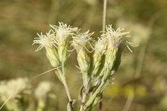 Brickellia eupatorioides texana