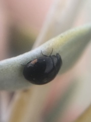 Hyperaspis pleuralis