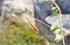 Indigofera sarmentosa