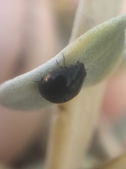Hyperaspis pleuralis