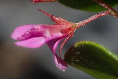 Indigofera sarmentosa