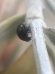 Hyperaspis pleuralis