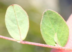 Indigofera sarmentosa