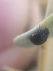 Hyperaspis pleuralis