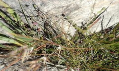 Indigofera sarmentosa