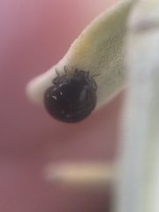 Hyperaspis pleuralis