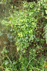 Cynanchum ellipticum