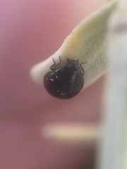 Hyperaspis pleuralis