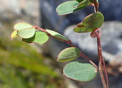Indigofera sarmentosa