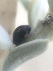 Hyperaspis pleuralis