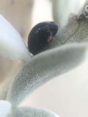 Hyperaspis pleuralis