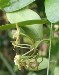 Cynanchum ellipticum