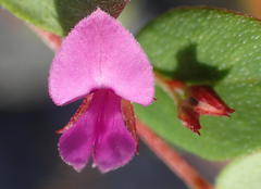 Indigofera sarmentosa