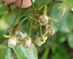 Cynanchum ellipticum