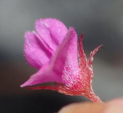 Indigofera sarmentosa