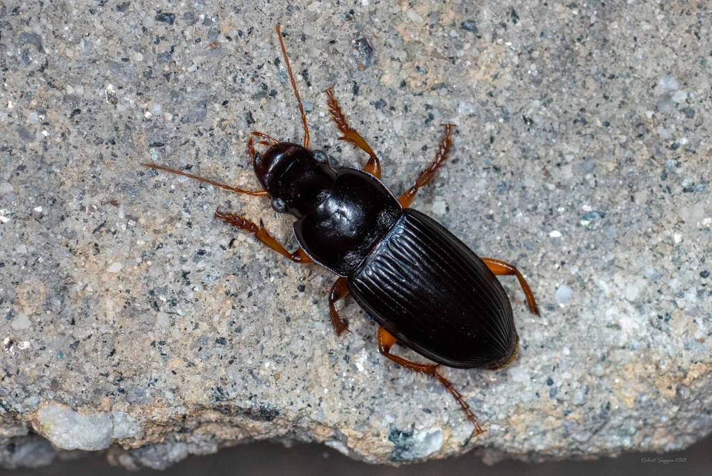 Harpalus compar