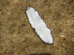 Eurylepta