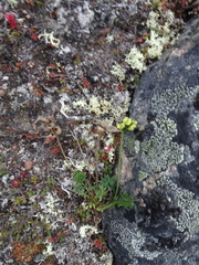 Oxytropis maydelliana