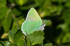 Callophrys viridis