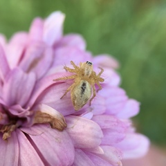 Oxyopes punctatus