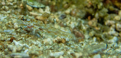 Fusigobius melacron