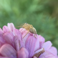 Oxyopes punctatus