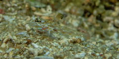 Fusigobius melacron