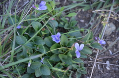 Viola adunca adunca