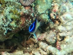 Chrysiptera rollandi