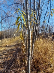 Salix schwerinii