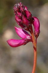 Indigofera sp3