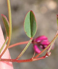 Indigofera sp3