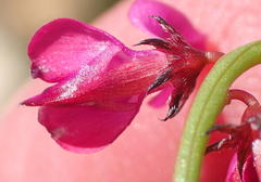 Indigofera sp3